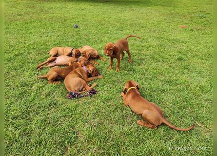 Magyar Vizsla Welpen mt FCI Ahnentafel