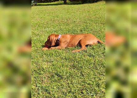 Magyar Vizsla Welpen mt FCI Ahnentafel