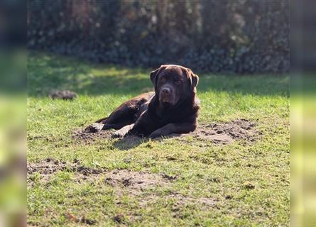 Deckrüde Labrador/choco, Ahnentafel/ ZZL/ kein Verkauf