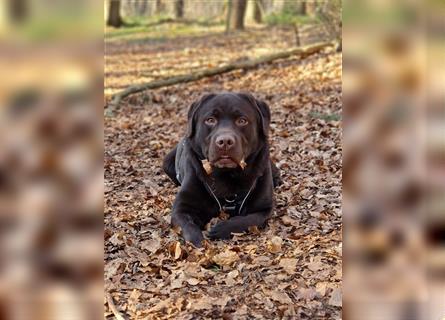 Deckrüde Labrador/choco, Ahnentafel/ ZZL/ kein Verkauf