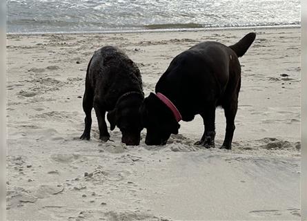 Deckrüde Labrador/choco, Ahnentafel/ ZZL/ kein Verkauf