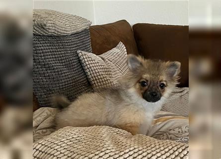 Pommeranian / Pomeranian Weibchen