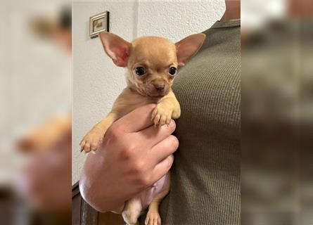 Chihuahua Welpen