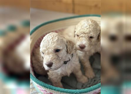 Lagotto Welpe reinrassig