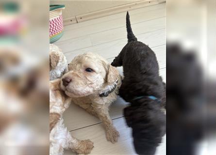 Lagotto Welpe reinrassig