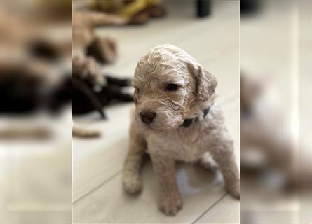 Lagotto Welpe reinrassig