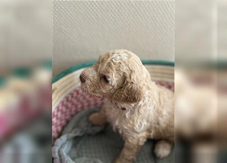 Lagotto Welpe reinrassig