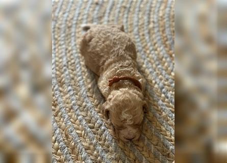 Lagotto Welpe reinrassig