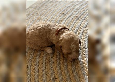 Lagotto Welpe reinrassig