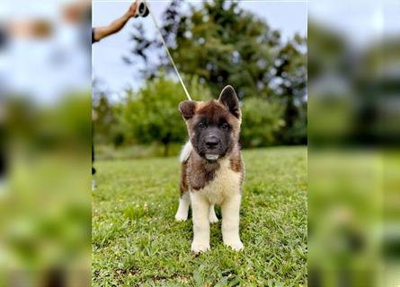 Amerikanische Akita