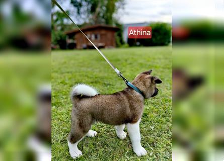 Amerikanische Akita