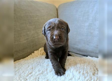 Labrador Welpe (orange)