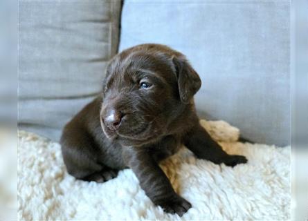 Labrador Welpe (orange)