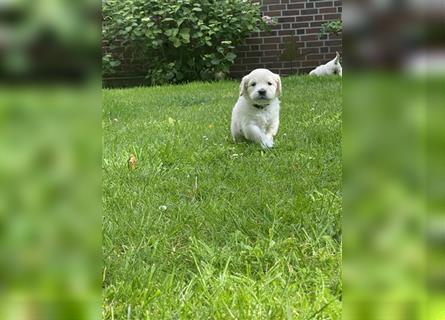 Golden Retriever Welpen