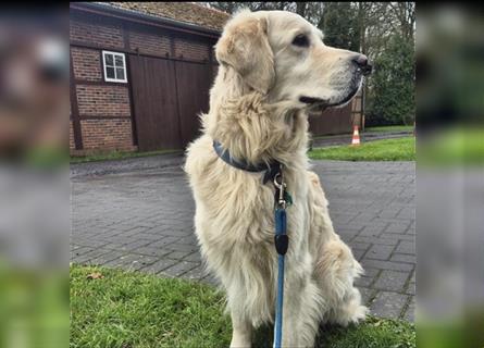 Golden Retriever Welpen