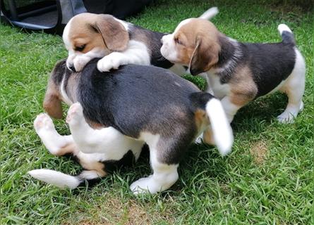 7 süße Beaglewelpen (5x weiblich/2x männlich)