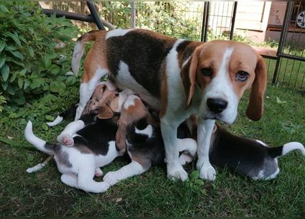 7 süße Beaglewelpen (5x weiblich/2x männlich)