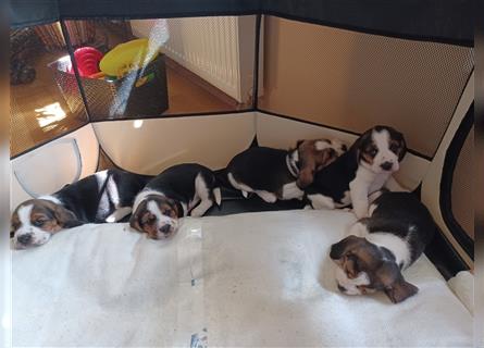 Wir sind 5 Beagle-Welpen, welche ab 11. September 2024 abgabebereit wären!