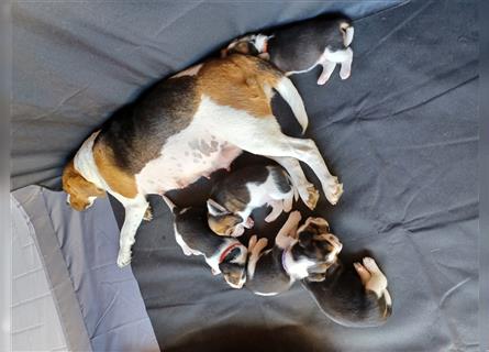 Wir sind 5 Beagle-Welpen, welche ab 11. September 2024 abgabebereit wären!