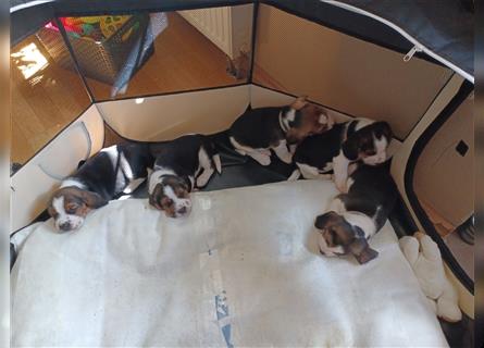 Wir sind 5 Beagle-Welpen, welche ab 11. September 2024 abgabebereit wären!