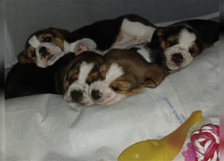 Wir sind 5 Beagle-Welpen, welche ab 11. September 2024 abgabebereit wären!