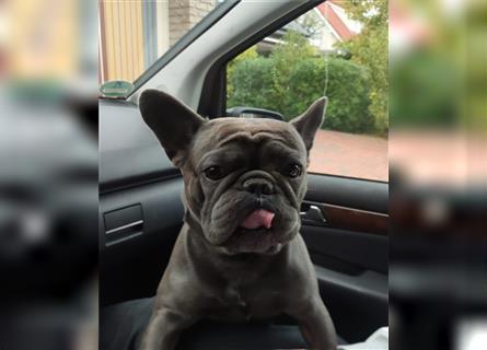 Französische Bulldogge,  3 Jahre, Rüde, sucht liebevolles neues Zuhause
