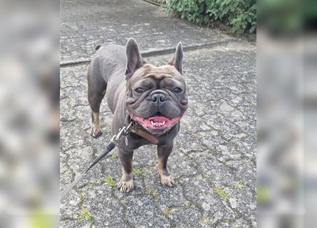 Französische Bulldogge,  3 Jahre, Rüde, sucht liebevolles neues Zuhause