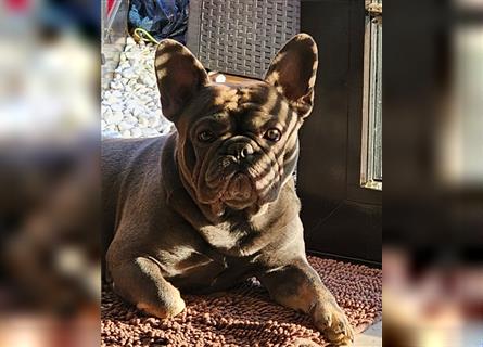 Französische Bulldogge,  3 Jahre, Rüde, sucht liebevolles neues Zuhause