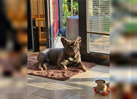 Französische Bulldogge,  3 Jahre, Rüde, sucht liebevolles neues Zuhause