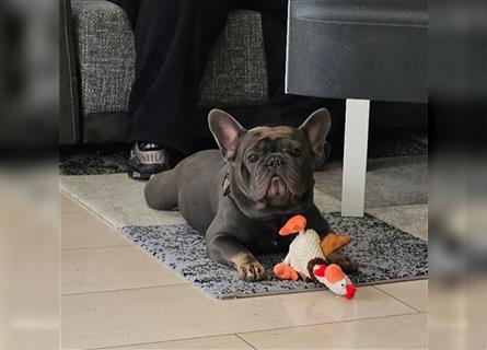 Französische Bulldogge,  3 Jahre, Rüde, sucht liebevolles neues Zuhause