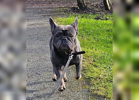 Französische Bulldogge,  3 Jahre, Rüde, sucht liebevolles neues Zuhause