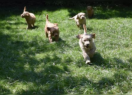 NOCH WELPEN FREI ! Goldendoodle-Welpen aus ganzheitlicher Zucht