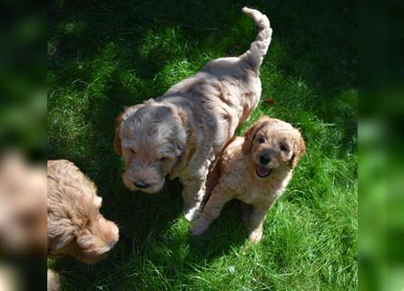 NOCH WELPEN FREI ! Goldendoodle-Welpen aus ganzheitlicher Zucht