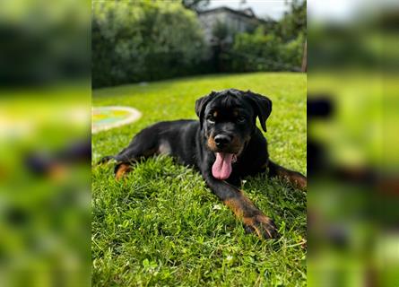 Rottweiler Welpe