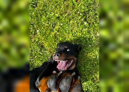 Rottweiler Welpe