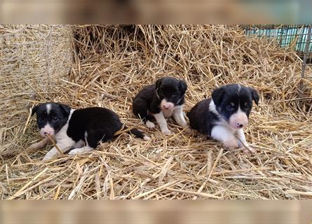 Border Collie Welpen