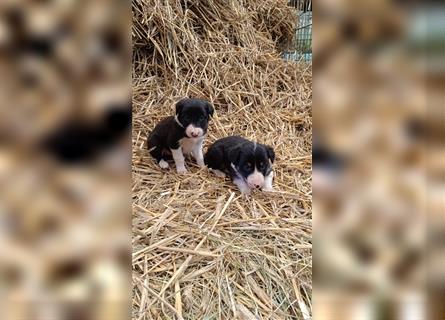 Border Collie Welpen