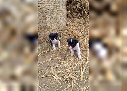 Border Collie Welpen