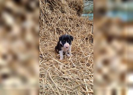 Border Collie Welpen