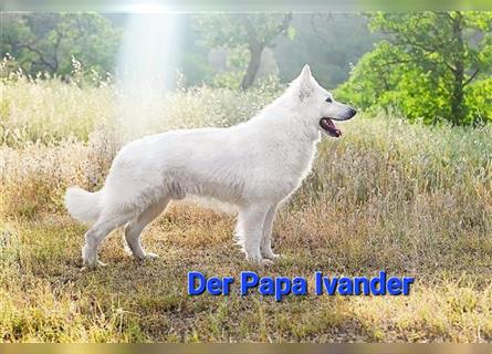 Weiße Schweizer Schäferhund- Welpe Ben,  langhaar, VDH
