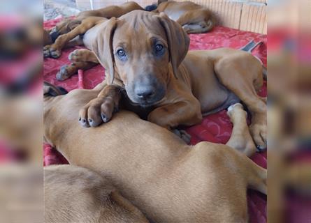 Süße Rhodesian Ridgeback Welpen