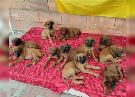 Süße Rhodesian Ridgeback Welpen