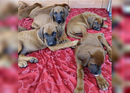 Süße Rhodesian Ridgeback Welpen