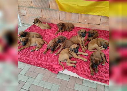 Süße Rhodesian Ridgeback Welpen