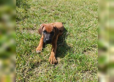 Süße Rhodesian Ridgeback Welpen