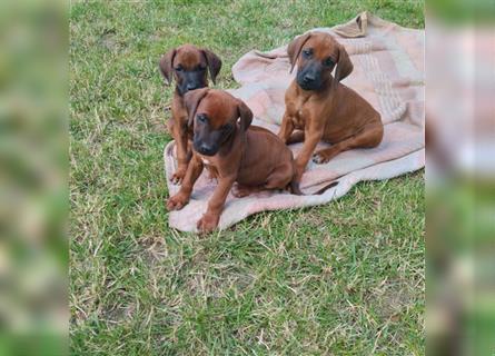 Süße Rhodesian Ridgeback Welpen