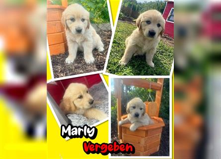 Reinrassige Golden Retriever Welpen dark- und mittelgolden