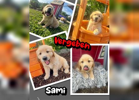 Reinrassige Golden Retriever Welpen dark- und mittelgolden