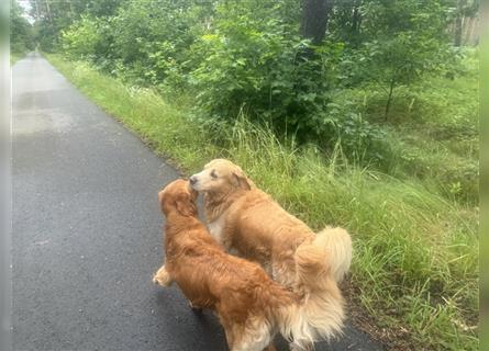 Reinrassige Golden Retriever Welpen dark- und mittelgolden