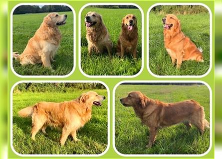 Reinrassige Golden Retriever Welpen dark- und mittelgolden